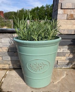 Hidcote Lavender Planter (Grey Or Green) £24.95